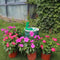 Automatic Micro Home  Drip Irrigation Watering Kits System Smart Controller for Garden,Bonsai Indoor Use